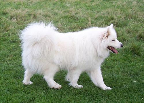 Oudere hond ligt rustig in het gras