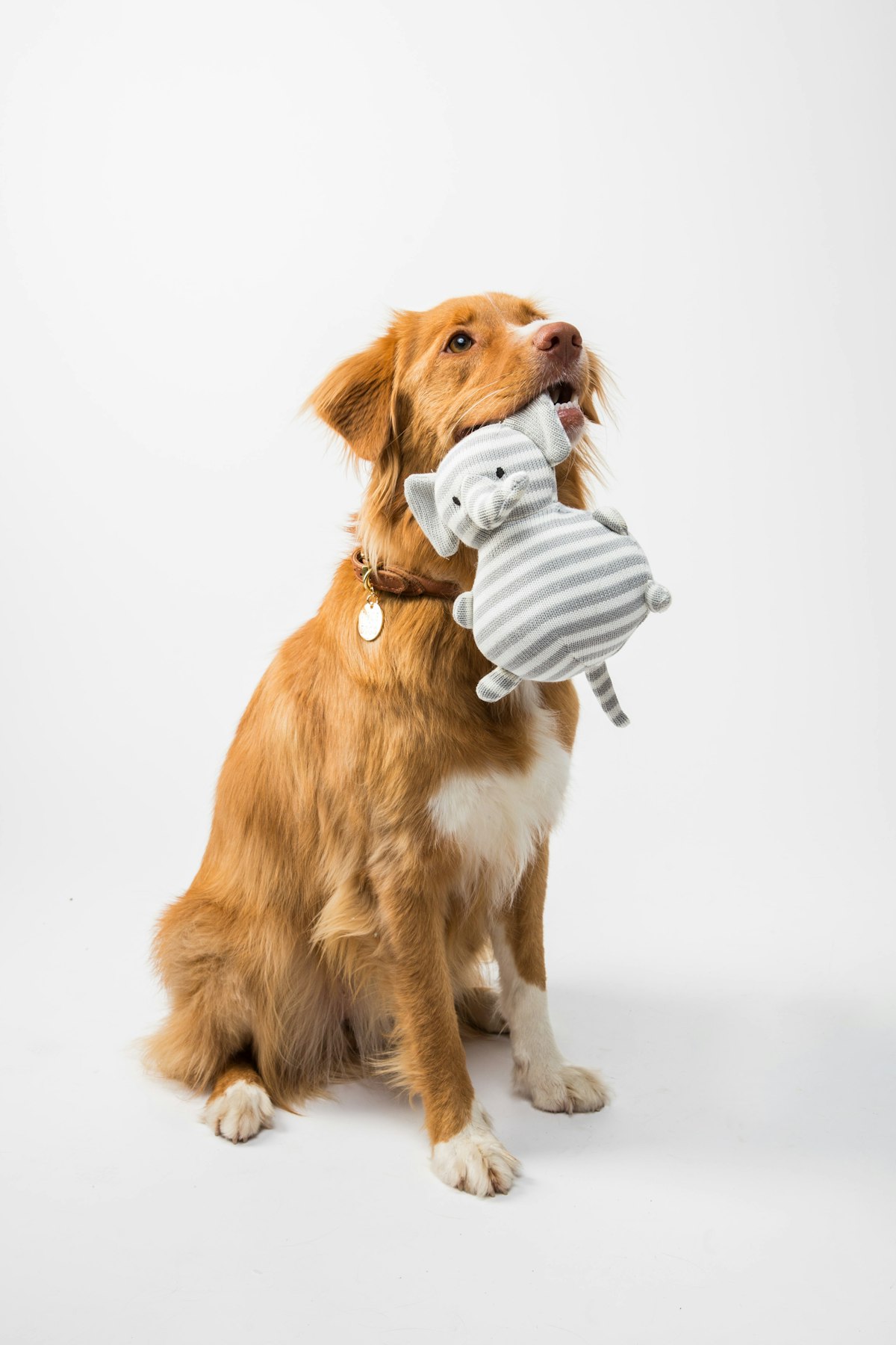 Hond kijkt verdrietig naar de voordeur