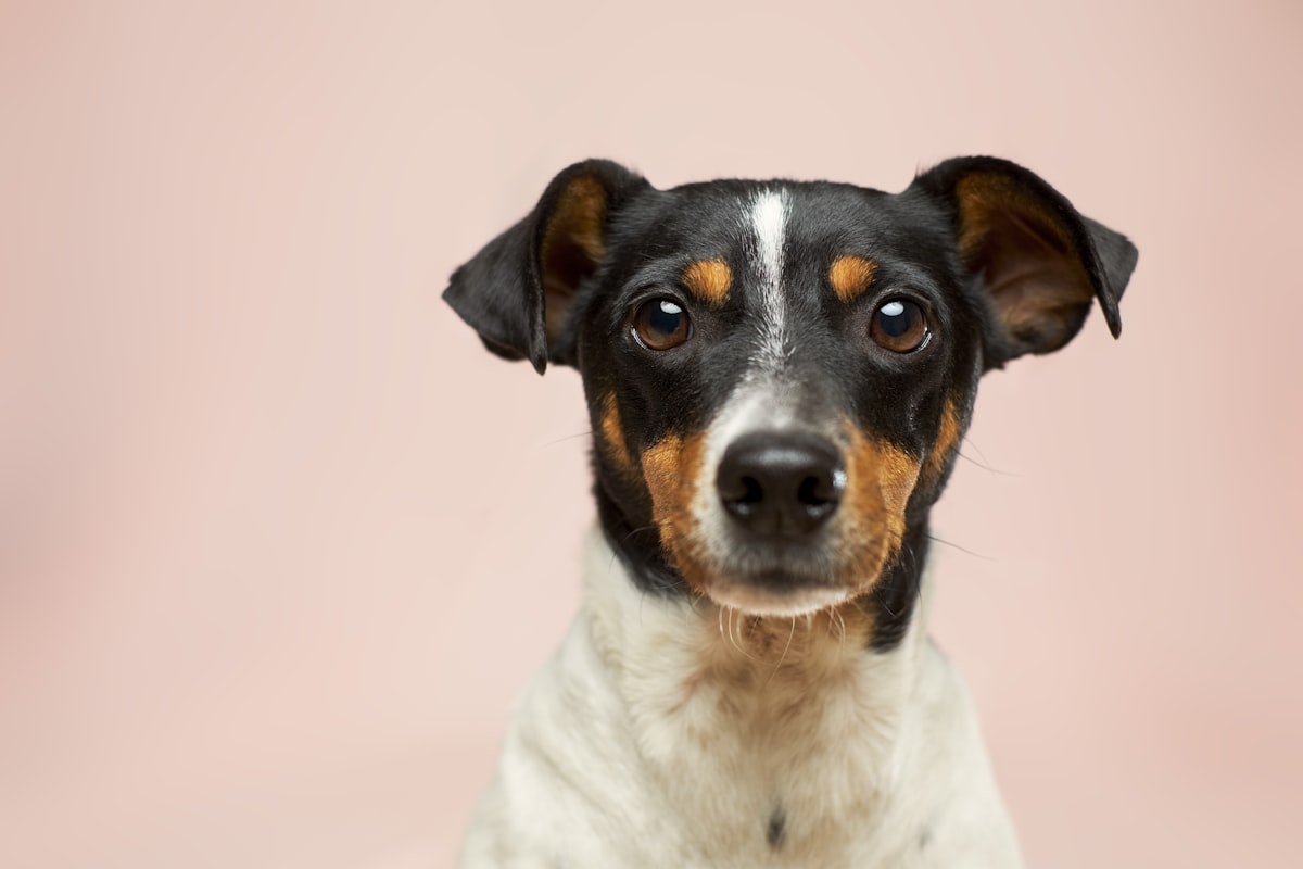 Hond snuffelt in hoog gras waar teken actief zijn