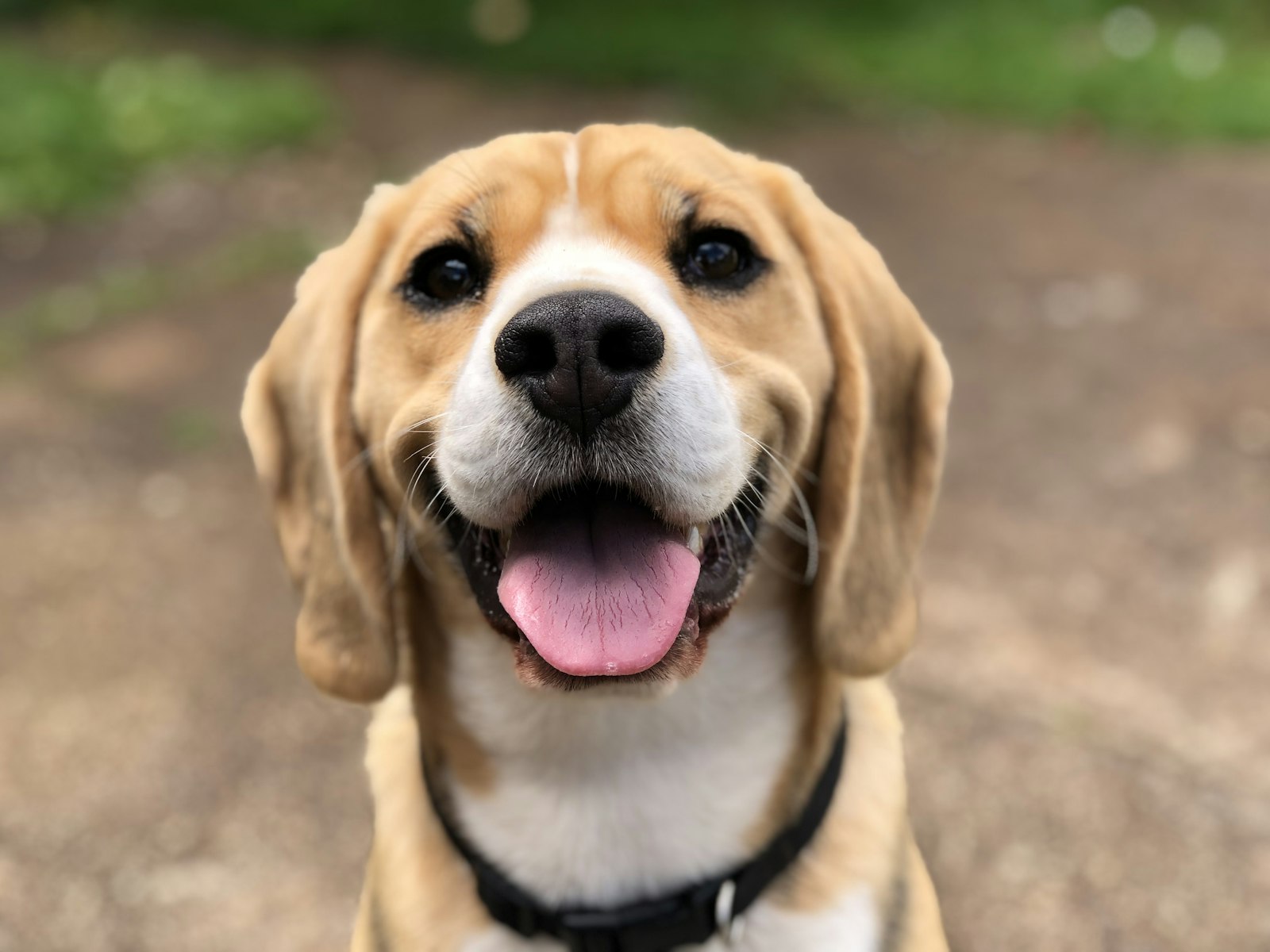 Hond snuffelt aandachtig met zijn neus in het gras