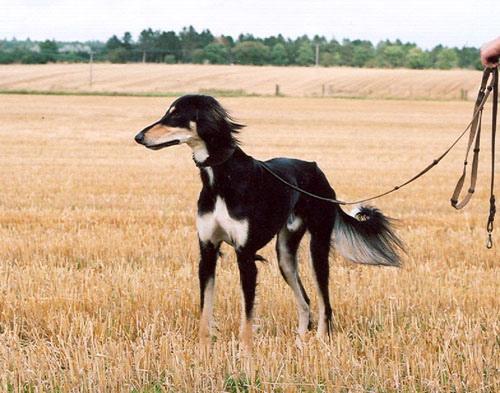 Hond kluift op een kauwsnack