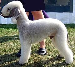 Hond snuffelt aan voer