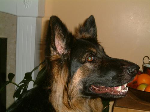 Hond let op tijdens de training