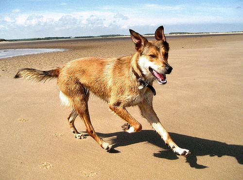 Hond met open bek en gezonde tanden