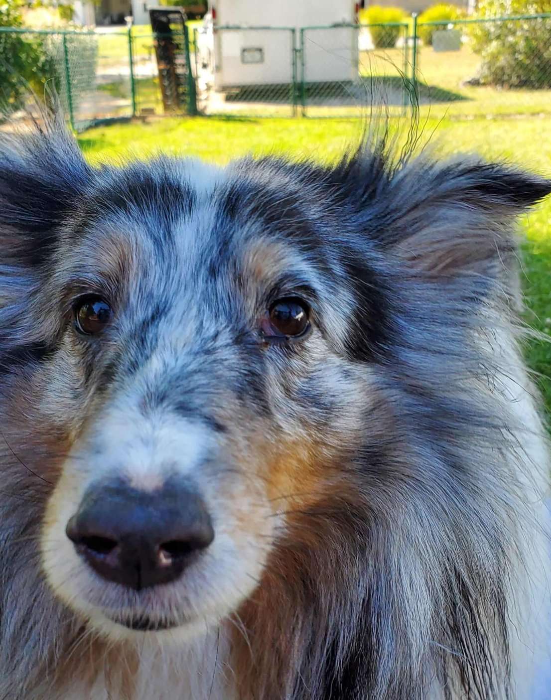 Hond kijkt verlangend naar eten op tafel