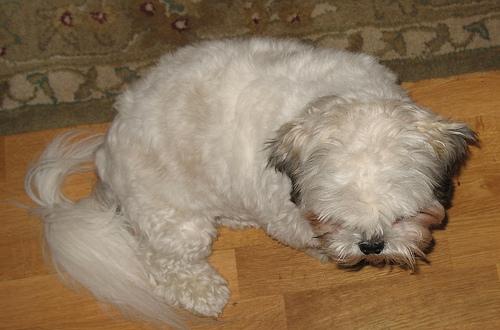 Hond wordt geborsteld
