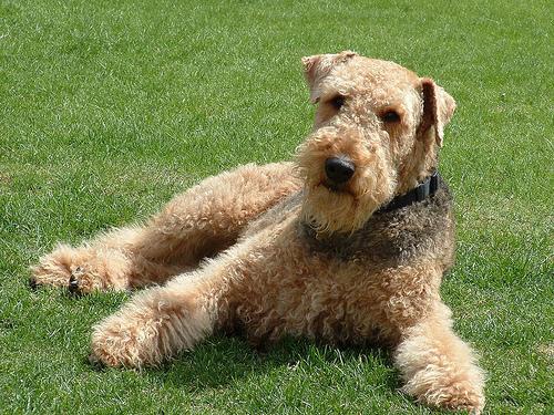 Hond wordt onderzocht