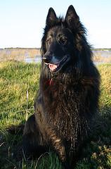 Labrador ligt in het gras