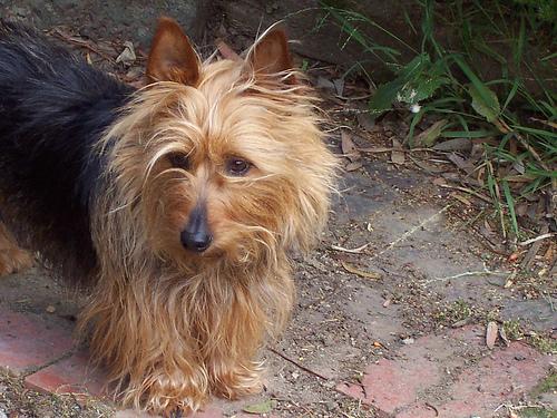 Puppy ontmoet nieuwe mensen