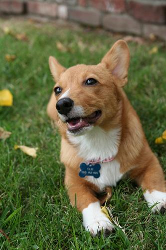 Hond krijgt een vaccinatie bij de dierenarts