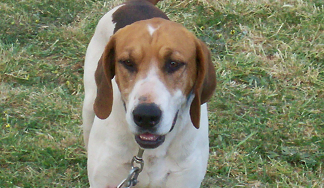 Oudere hond met grijze snuit