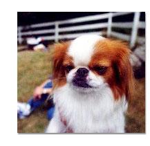 Hond snuffelt en graast in het gras