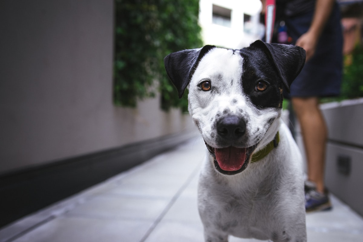 Dierenarts controleert gewicht van een labrador retriever